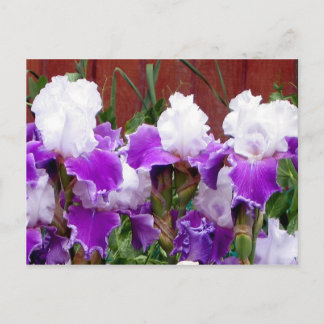 Purple and White Irises Postcard