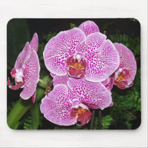 Purple and White Orchid Mouse Pad