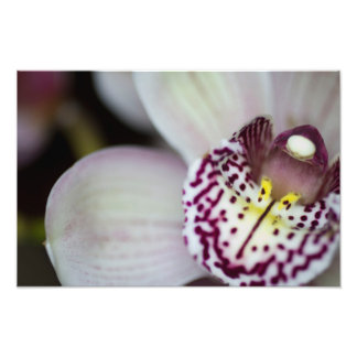 Purple and White Orchid Photo Print