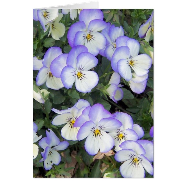 Purple and White Pansies (Front)