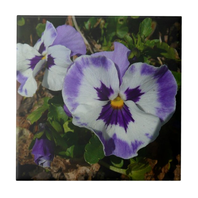 Purple and White Pansies Colourful Floral Ceramic Tile (Front)