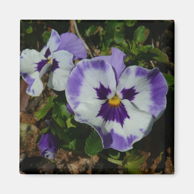 Purple and White Pansies Colourful Floral Magnet (Front)