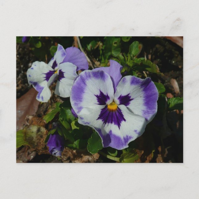 Purple and White Pansies Colourful Floral Postcard (Front)
