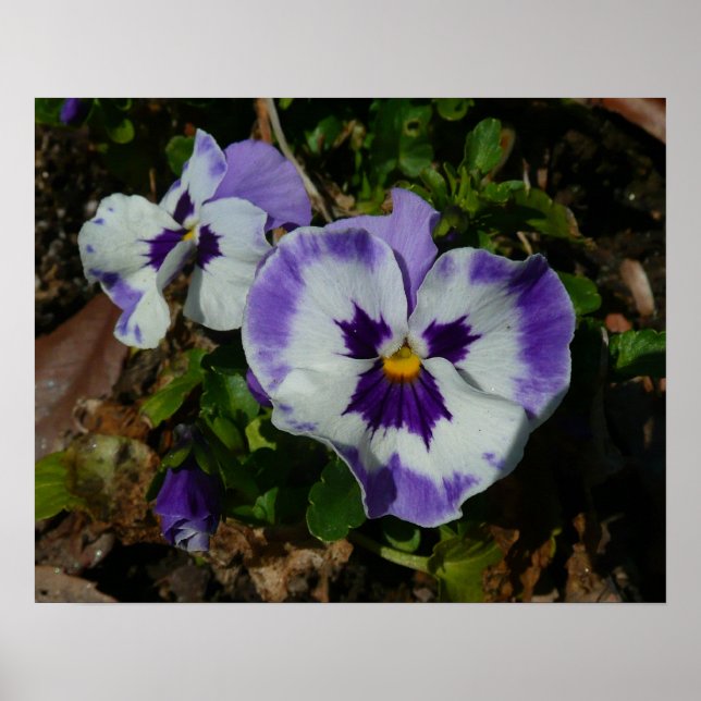 Purple and White Pansies Colourful Floral Poster (Front)