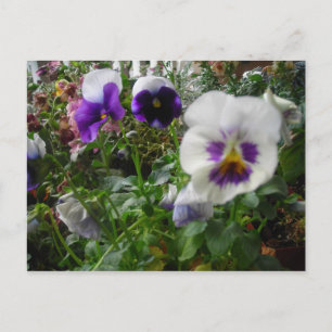 purple and white pansies postcard