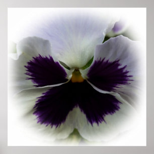 Purple and white pansy poster