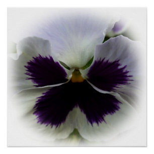 Purple and white pansy poster