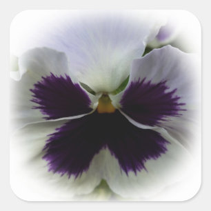 Purple and white pansy square sticker