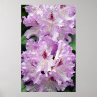 Purple and white rhododendron flowers poster