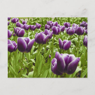 Purple and White Tulips Postcard