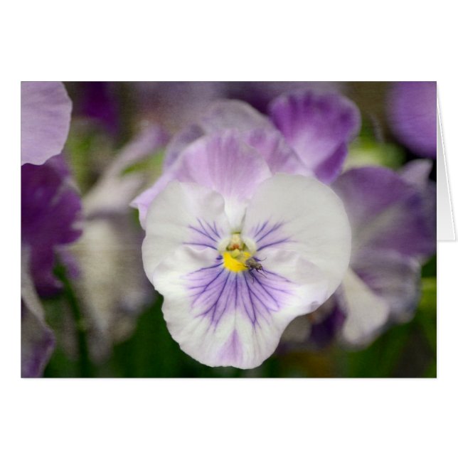 Purple And White Violas by Shirley Taylor (Front Horizontal)