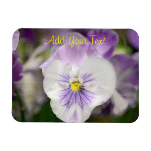 Purple and White Violas by Shirley Taylor Magnet