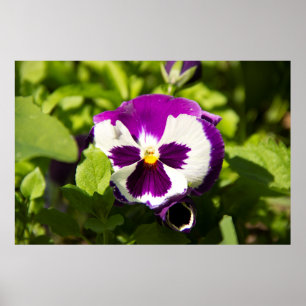 Purple and white violets photo poster