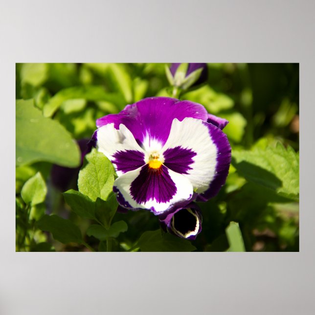 Purple and white violets photo poster (Front)