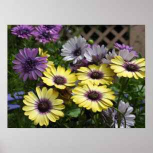 Purple and Yellow African Daisies  Poster