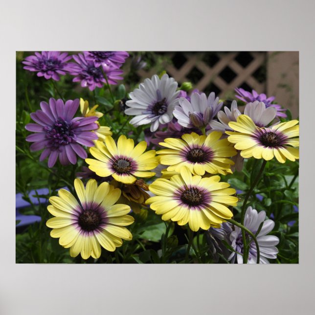 Purple and Yellow African Daisies  Poster (Front)