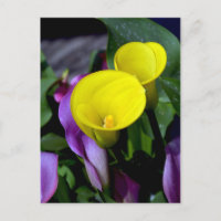 Purple and yellow calla lily flowers postcard