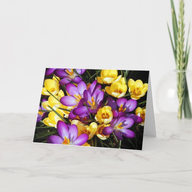 Purple and yellow crocus flowers greeting card (Front)