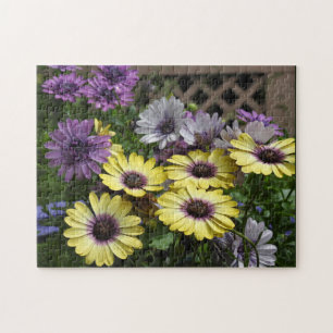 Purple and Yellow Flower- African Daisies Jigsaw Puzzle