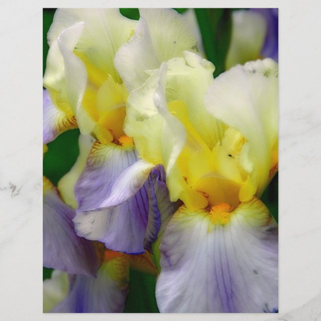 Purple and yellow Iris (Front)