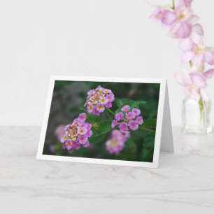 Purple and Yellow Lantana Flowers Card