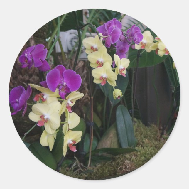 Purple and Yellow Orchids Stickers (Front)
