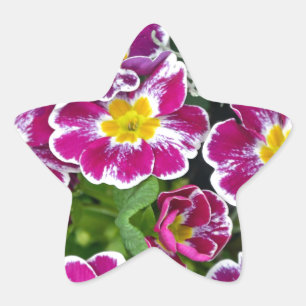 Purple and yellow primrose flowers star sticker