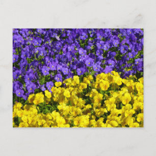 Purple and Yellow Violas Colourful Floral Postcard
