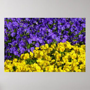 Purple and Yellow Violas Colourful Floral Poster