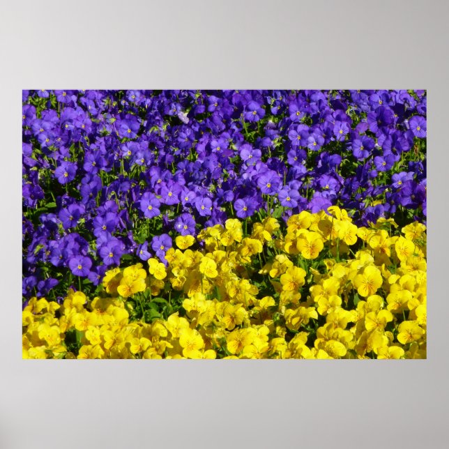 Purple and Yellow Violas Colourful Floral Poster (Front)