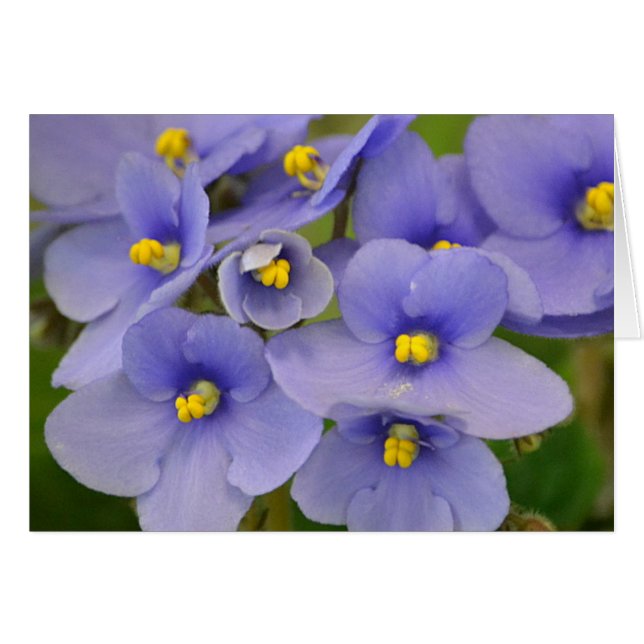 Purple And Yellow Violet Note Card (Front Horizontal)