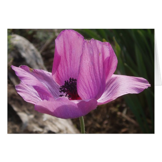 Purple Anemone Card (Front Horizontal)