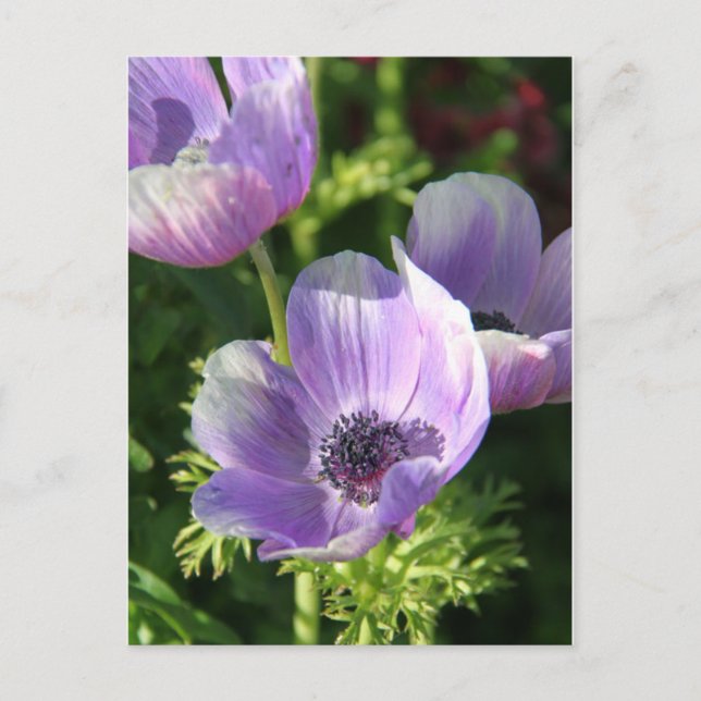 Purple Anemone Flowers Postcard (Front)