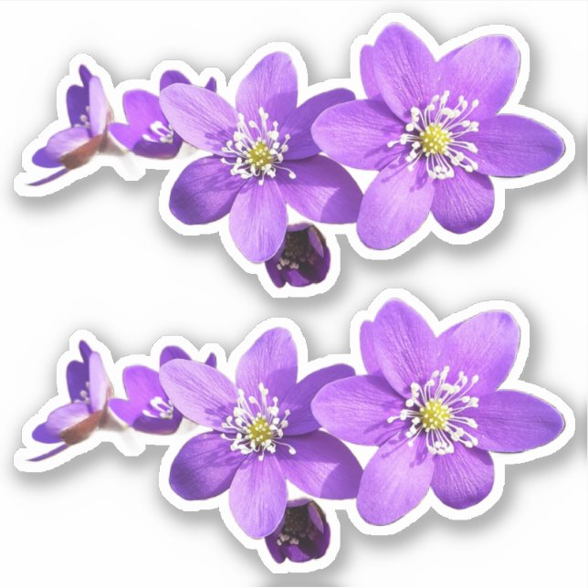 Purple Anemone Hepatica Flowers Vinyl Sticker (Front)