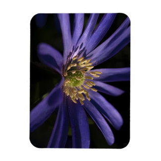Purple Anemone Magnet