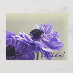Purple Anemone Photo Postcard