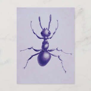 Purple Ant Bug Insect Digital Art Postcard