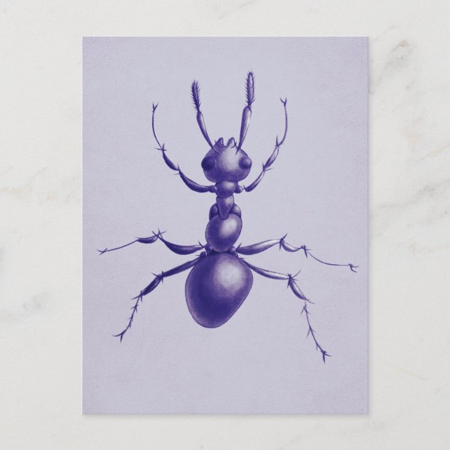 Purple Ant Bug Insect Digital Art Postcard (Front)