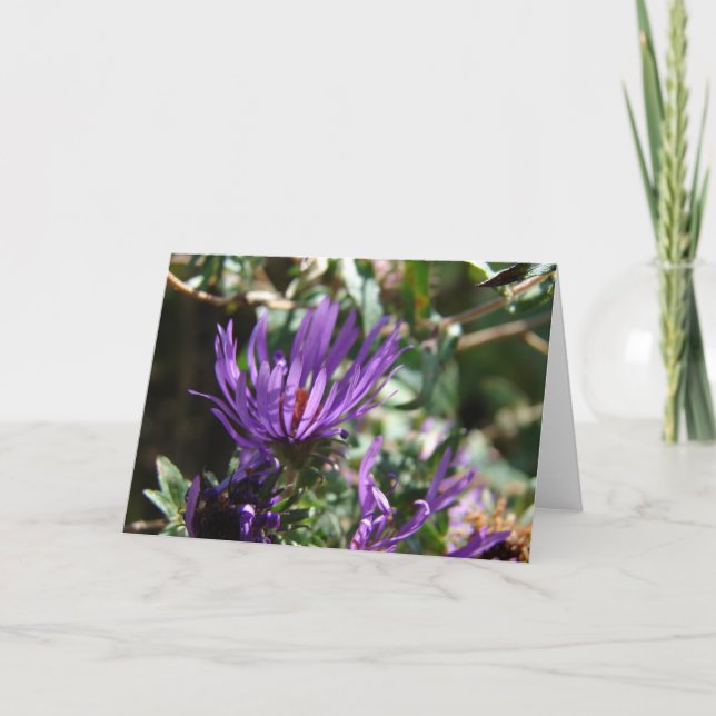 Purple Aster Card (Front)