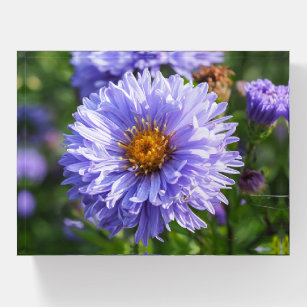 Purple Aster Floral Paperweight
