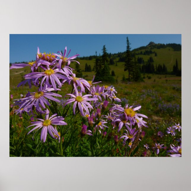 Purple Aster Flowers at Mount Rainier Poster (Front)