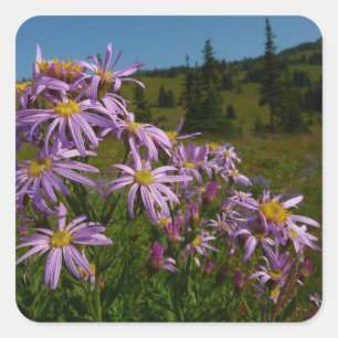 Purple Aster Flowers at Mount Rainier Square Sticker