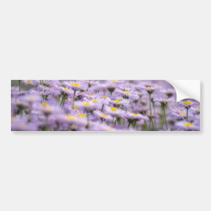 Purple Aster Flowers Bumper Sticker
