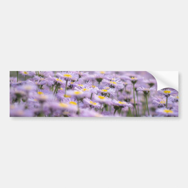 Purple Aster Flowers Bumper Sticker (Front)
