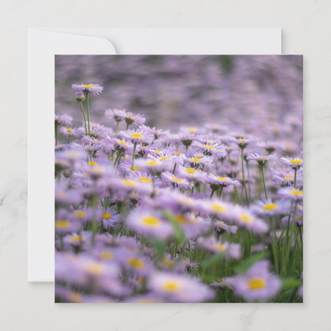 Purple Aster Flowers Card (Front)