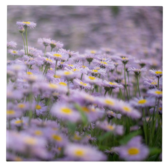 Purple Aster Flowers Ceramic Tile (Front)
