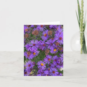 Purple Aster Flowers In A Garden Photograph Card