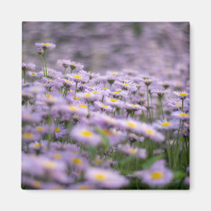 Purple Aster Flowers Magnet