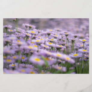 Purple Aster Flowers Stationery