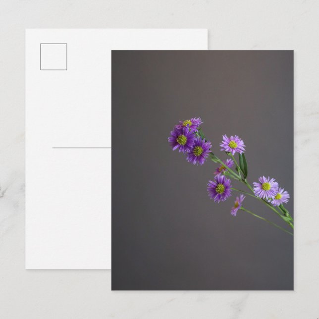 Purple Aster Postcard (Front/Back)